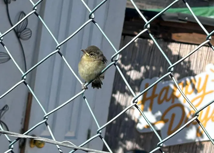 Apartamento El Pasil 2 Arona (Tenerife)